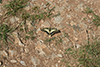 Papilio machaon