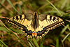 Papilio machaon