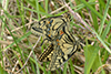 Papilio machaon