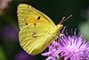 Colias hyale