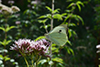 Pieris brassicae