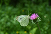 Pieris brassicae