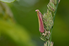 Oncocera semirubella