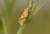 Agapeta hamana