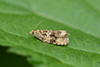 Celypha lacunana