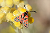 Zygaena fausta fortunata