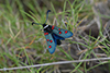 Zygaena lavandulae