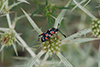 Zygaena occitanica