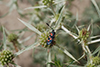 Zygaena occitanica