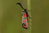 Zygaena carniolica