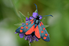 Zygaena filipendulae