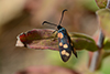 Zygaena filipendulae