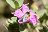 Zygaena lavandulae