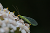 Chrysoperla carnea