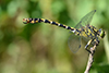 Onychogomphus forcipatus