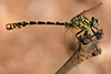 Onychogomphus forcipatus