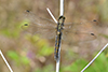 Orthetrum cancellatum