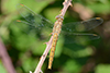 Orthetrum brunneum