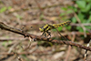 Orthetrum cancellatum