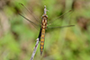 Orthetrum coerulescens