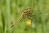 Sympetrum striolatum