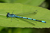 Coenagrion puella