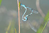 Coenagrion puella acc.