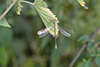 Chalcolestes viridis