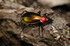 Carabus auronitens