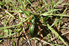 Carabus auratus