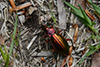 Carabus auronitens