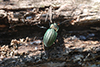 Carabus cancellatus