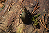 Carabus granulatus