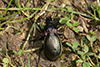 Carabus nemoralis