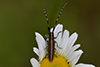 Agapanthia cardui