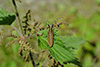 Agapanthia villosoviridescens