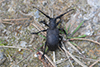 Lamia textor