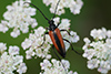 Leptura melanura