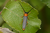 Oberea oculata