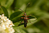 Stenocorus meridianus