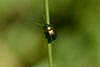 Chrysolina fastuosa