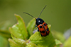 Cryptocephalus primarius