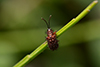 Dicladispa testacea