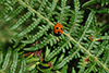 Coccinella septemctata