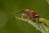 Curculio glandium