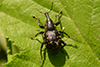 Liparus coronatus