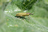 Lixus pulverulentus