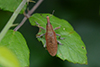 Lixus pulverulentus