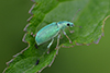 Polydrusus sericeus