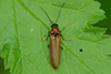 Denticollis linearis